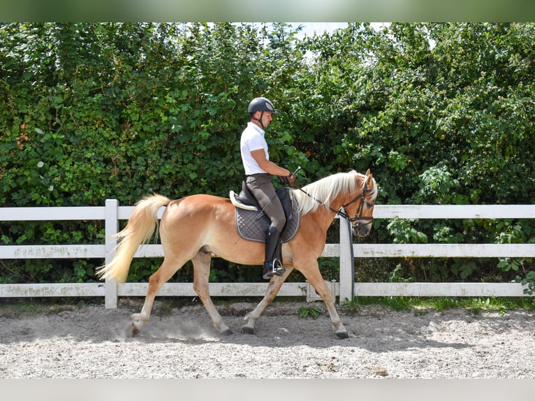 Edelbluthaflinger Hongre 5 Ans 152 cm Alezan in Seebad Bansin