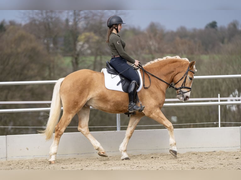 Edelbluthaflinger Hongre 5 Ans 156 cm Palomino in Bochum