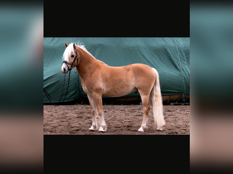 Edelbluthaflinger Hongre 6 Ans 148 cm  in Radeberg