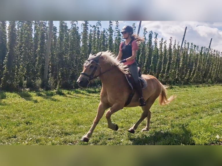 Edelbluthaflinger Hongre 6 Ans 149 cm Alezan in Grünkraut