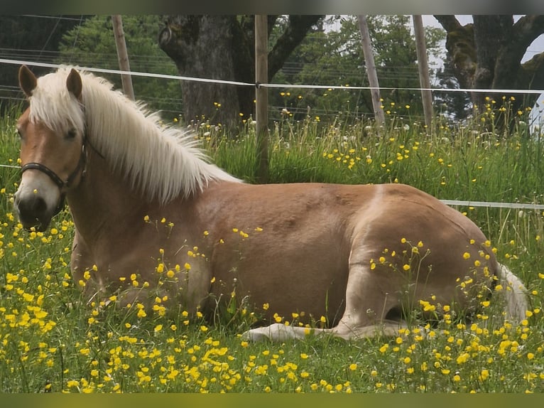 Edelbluthaflinger Hongre 6 Ans 149 cm Alezan in Grünkraut