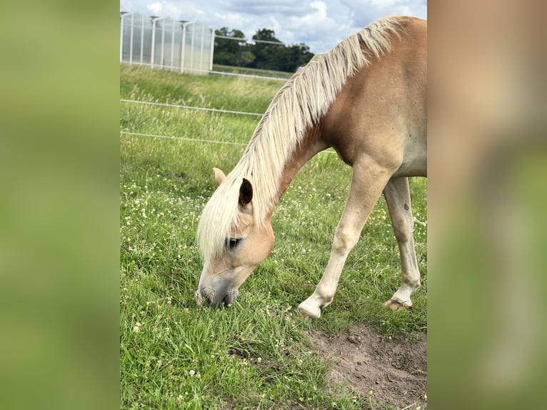 Edelbluthaflinger Hongre 6 Ans 156 cm Palomino in Straelen