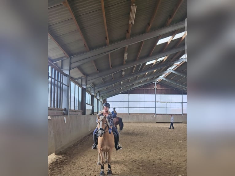 Edelbluthaflinger Hongre 7 Ans 143 cm Alezan in Warendorf