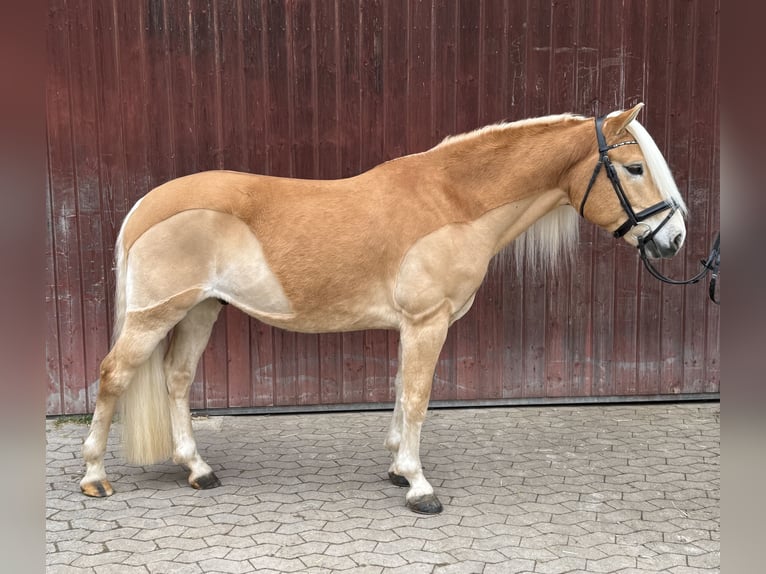 Edelbluthaflinger Hongre 9 Ans 148 cm  in Wieseth