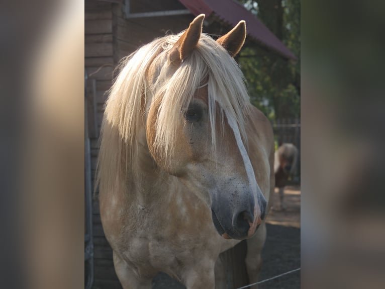 Edelbluthaflinger Hongre 9 Ans 152 cm Alezan in Sonneborn