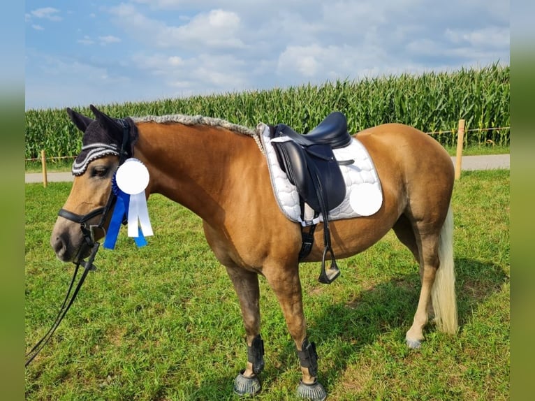 Edelbluthaflinger Jument 10 Ans 147 cm Alezan in Triftern