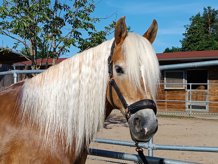 Edelbluthaflinger Jument 10 Ans 148 cm Alezan in Hemhofen Edelbluthaflinger Jument 10 Ans 148 cm Alezan in Hemhofen