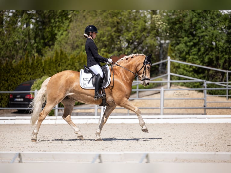 Edelbluthaflinger Jument 12 Ans 148 cm  in Oberding