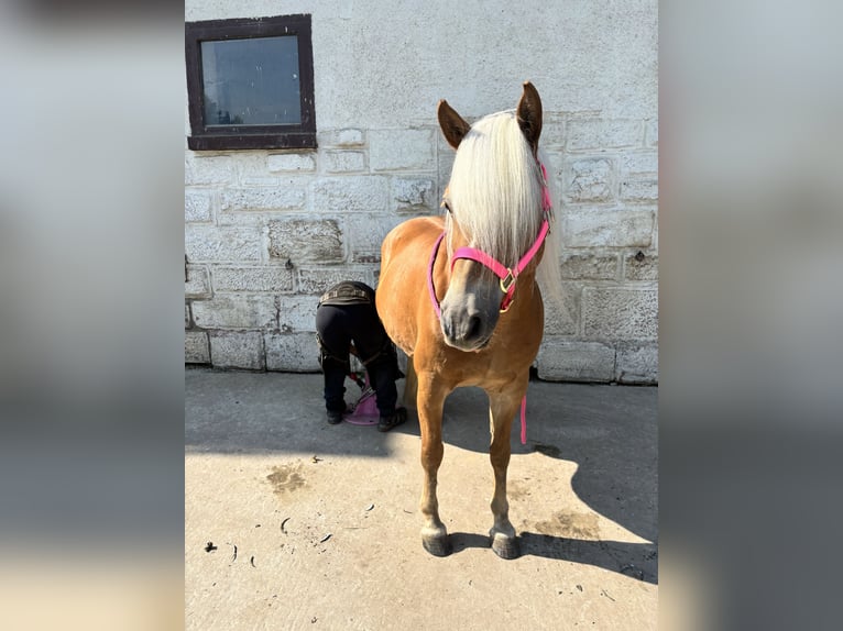 Edelbluthaflinger Jument 12 Ans 150 cm Alezan in Ronshausen