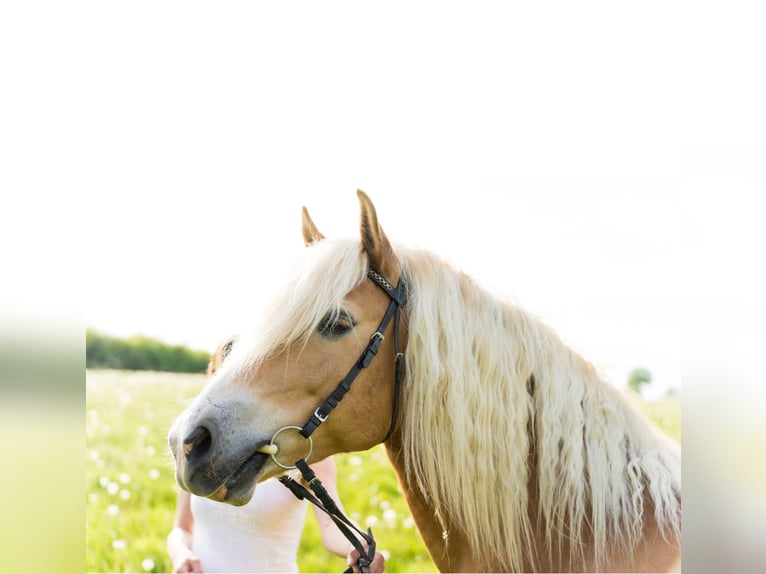 Edelbluthaflinger Jument 13 Ans 144 cm Alezan in Ramstedt