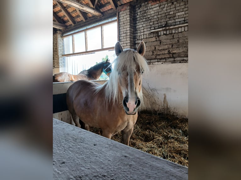 Edelbluthaflinger Jument 13 Ans  in Doberlug-Kirchhain