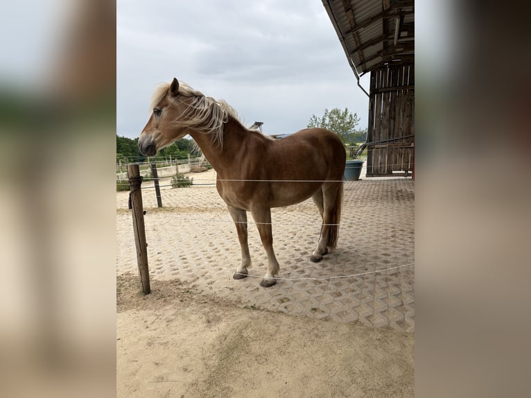 Edelbluthaflinger Jument 15 Ans 147 cm Alezan in Staufenberg