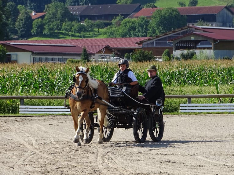 Edelbluthaflinger Jument 16 Ans 148 cm Alezan in Miesbach