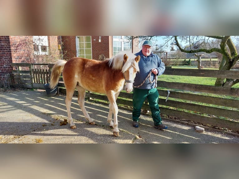Edelbluthaflinger Jument 1 Année  in Hamm