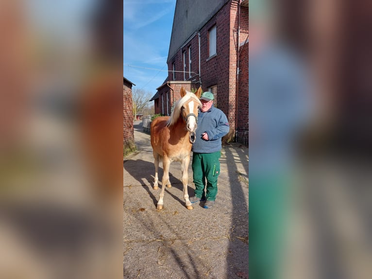 Edelbluthaflinger Jument 1 Année  in Hamm