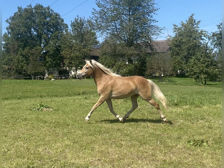 Edelbluthaflinger Jument 2 Ans 150 cm Alezan in Vogtareuth