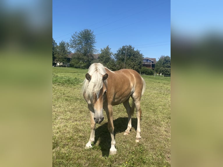 Edelbluthaflinger Jument 2 Ans 150 cm Alezan in Vogtareuth