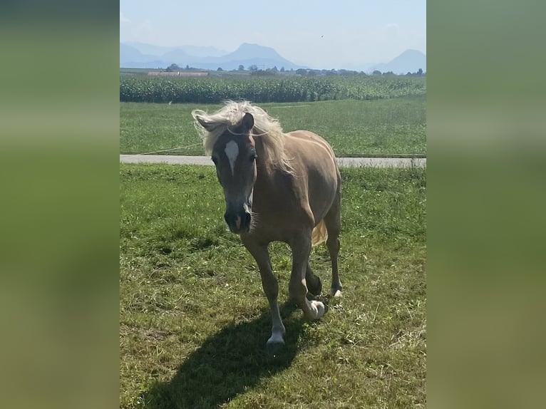 Edelbluthaflinger Jument 2 Ans 150 cm Alezan in Vogtareuth