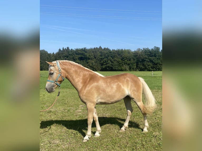 Edelbluthaflinger Jument 2 Ans 150 cm Alezan in Vogtareuth