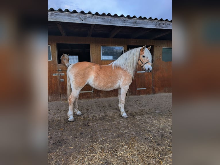 Edelbluthaflinger Jument 2 Ans Alezan in Grimma