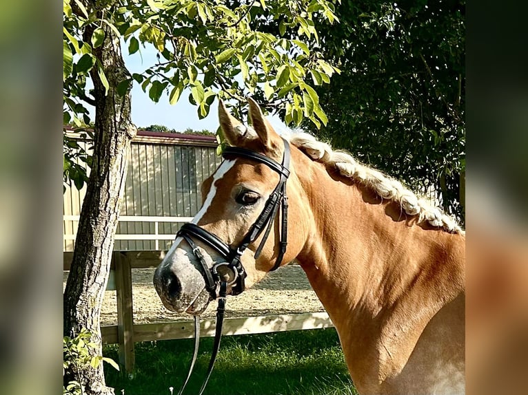 Edelbluthaflinger Jument 3 Ans 140 cm in Gundernhausen (Roßdorf)