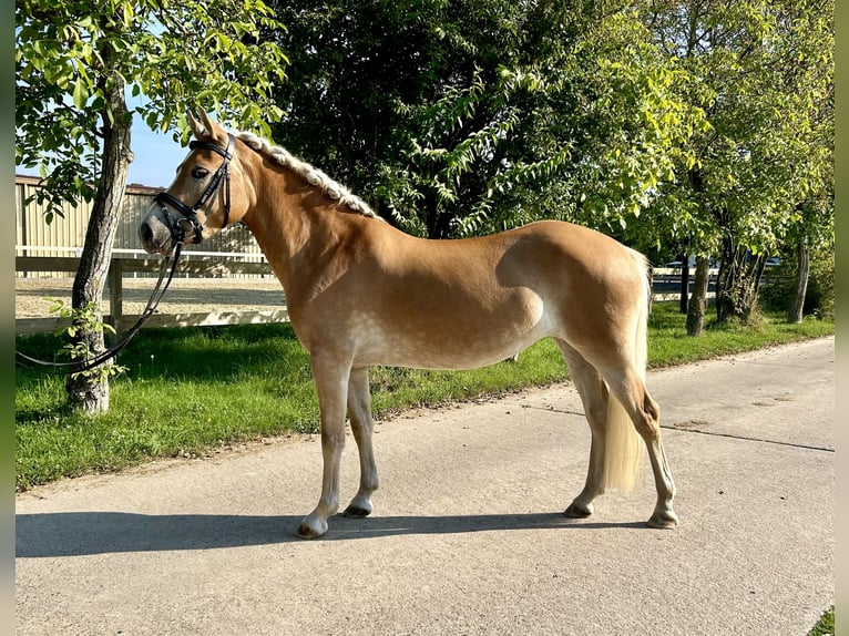 Edelbluthaflinger Jument 3 Ans 140 cm in Gundernhausen (Roßdorf)