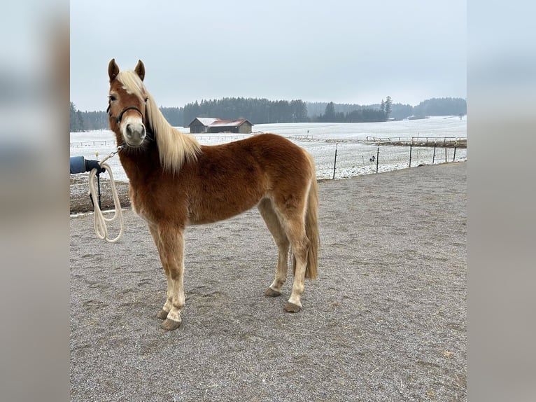 Edelbluthaflinger Jument 3 Ans 144 cm in Ingenried