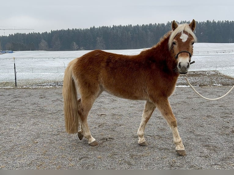 Edelbluthaflinger Jument 3 Ans 144 cm in Ingenried