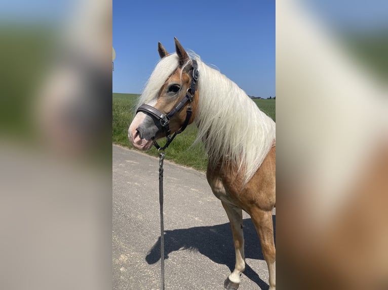 Edelbluthaflinger Jument 3 Ans 145 cm Alezan in H&#xFC;ttenberg