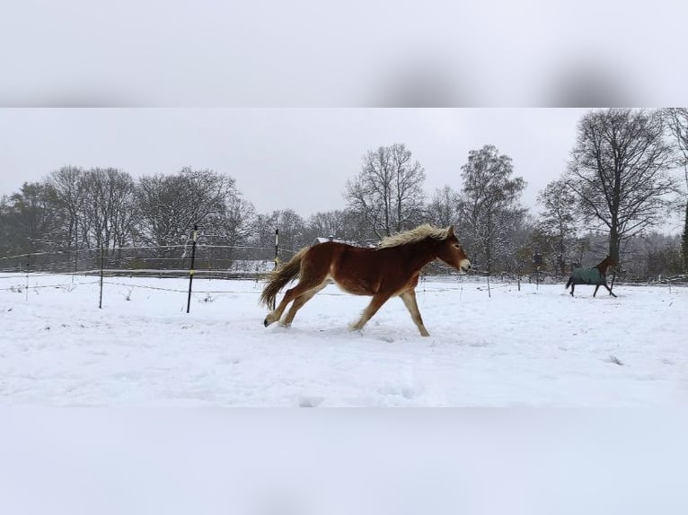 Edelbluthaflinger Jument 3 Ans 148 cm Alezan in Norderstedt