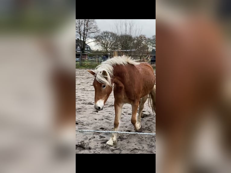 Edelbluthaflinger Jument 3 Ans 148 cm Alezan in Norderstedt