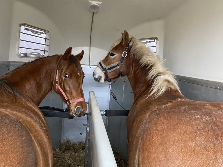 Edelbluthaflinger Jument 3 Ans 148 cm Alezan in Norderstedt