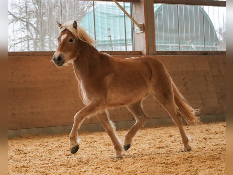 Edelbluthaflinger Jument 3 Ans 150 cm Alezan in Ebermannsdorf