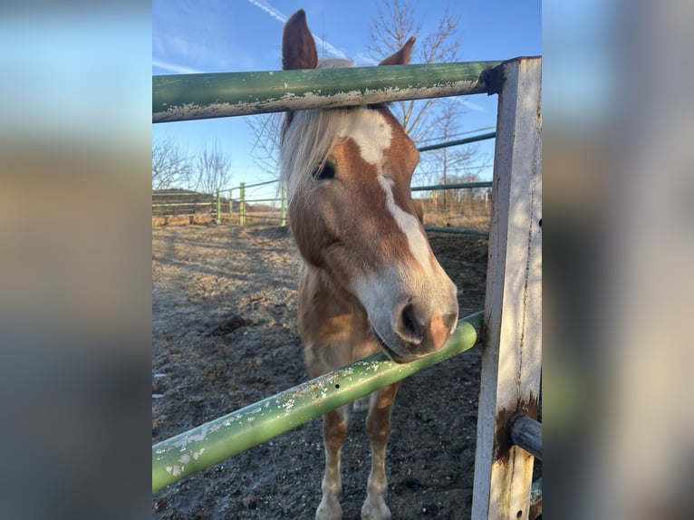 Edelbluthaflinger Jument 3 Ans Alezan in Friedberg