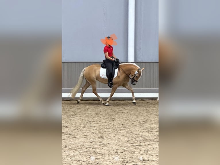 Edelbluthaflinger Jument 4 Ans 144 cm Alezan in Warendorf-Milte