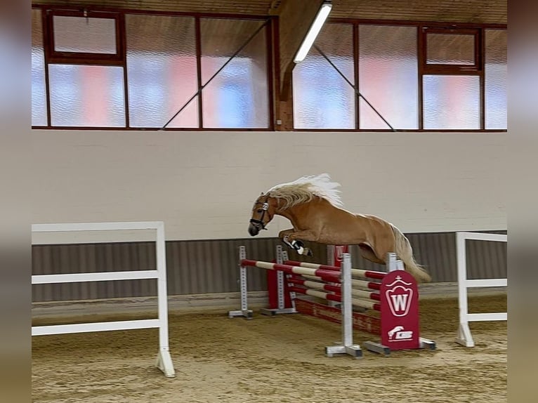 Edelbluthaflinger Jument 4 Ans 144 cm Alezan in Warendorf-Milte
