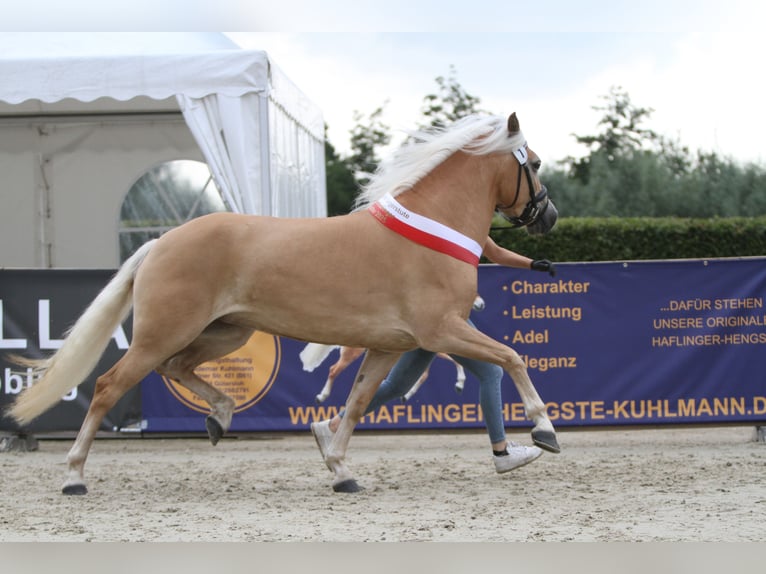 Edelbluthaflinger Jument 4 Ans 144 cm Alezan in Warendorf-Milte