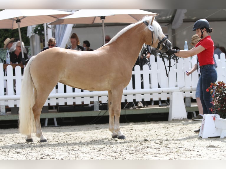 Edelbluthaflinger Jument 4 Ans 144 cm Alezan in Warendorf-Milte
