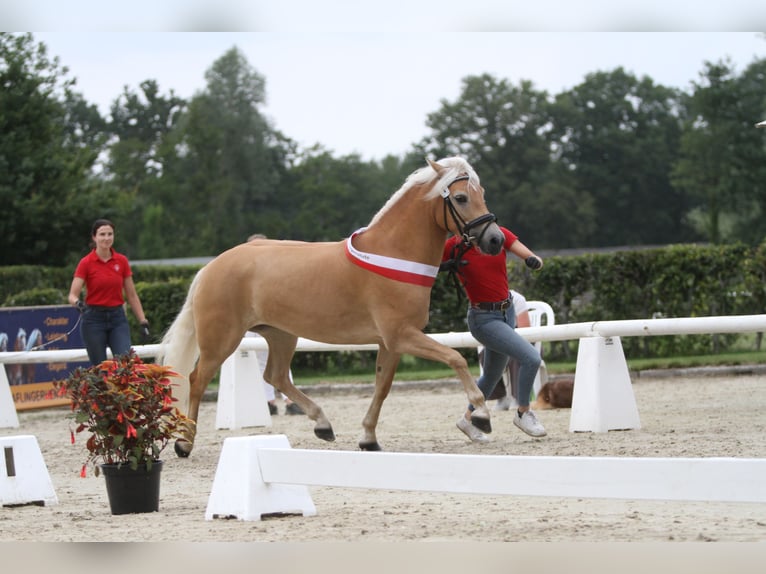 Edelbluthaflinger Jument 4 Ans 144 cm Alezan in Warendorf-Milte