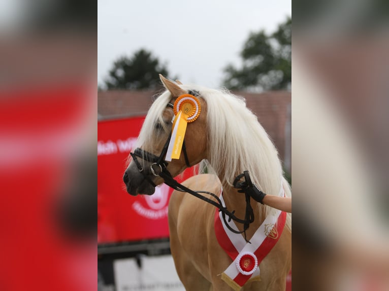 Edelbluthaflinger Jument 4 Ans 144 cm Alezan in Warendorf-Milte