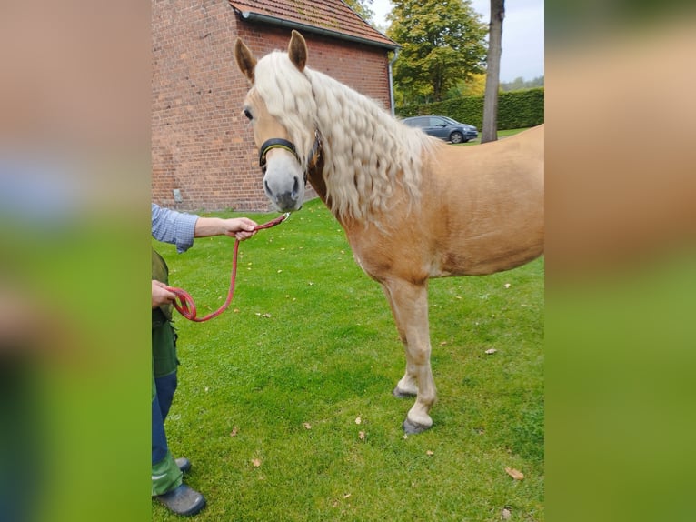 Edelbluthaflinger Jument 4 Ans 144 cm Alezan in Warendorf-Milte