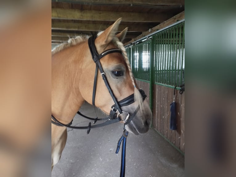 Edelbluthaflinger Jument 4 Ans 144 cm Alezan in Warendorf-Milte