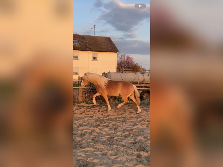 Edelbluthaflinger Jument 4 Ans 146 cm Alezan in Hüttenberg