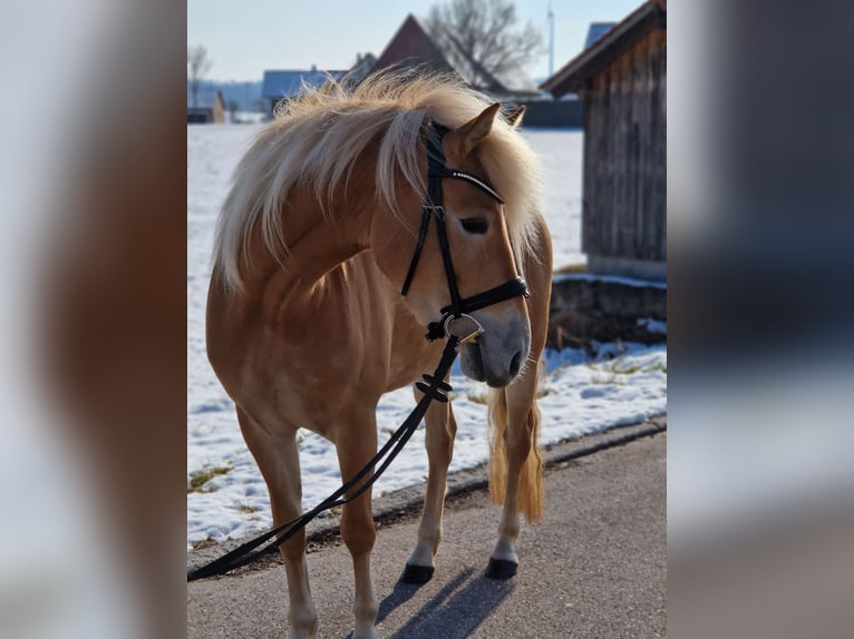 Edelbluthaflinger Jument 4 Ans 146 cm Palomino in Crailsheim