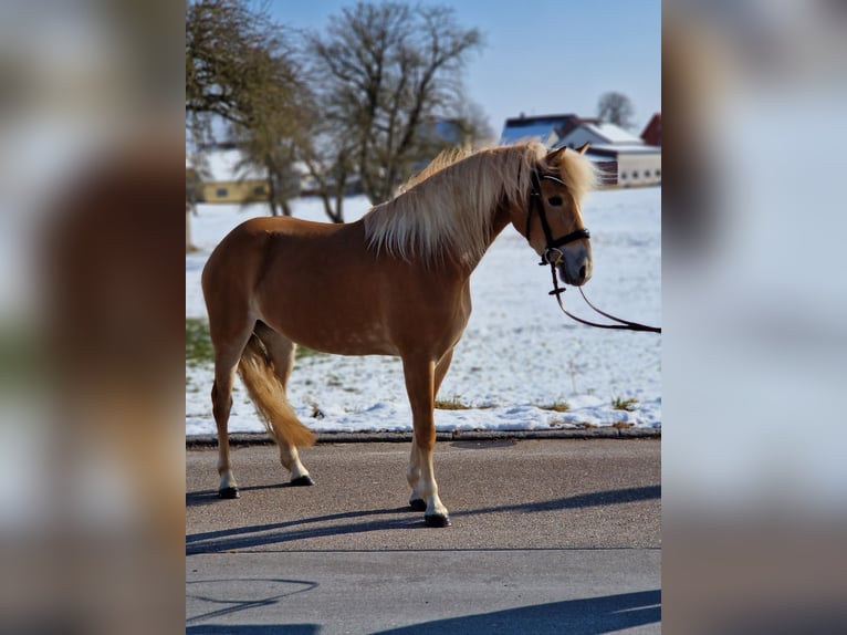 Edelbluthaflinger Jument 4 Ans 146 cm Palomino in Crailsheim