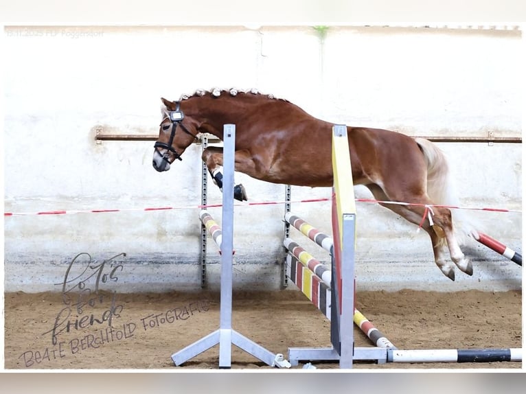 Edelbluthaflinger Jument 4 Ans 147 cm Alezan in Bayreuth