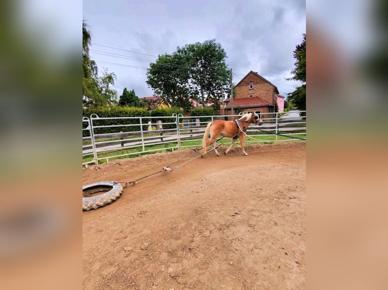Edelbluthaflinger Jument 4 Ans 147 cm  in Döbritschen