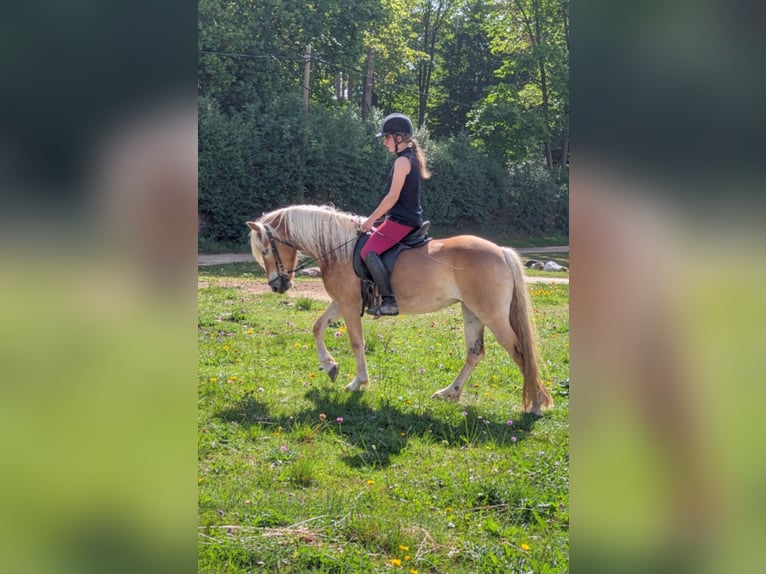 Edelbluthaflinger Jument 4 Ans 147 cm  in Döbritschen