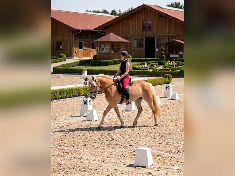 Edelbluthaflinger Jument 4 Ans 147 cm  in Döbritschen