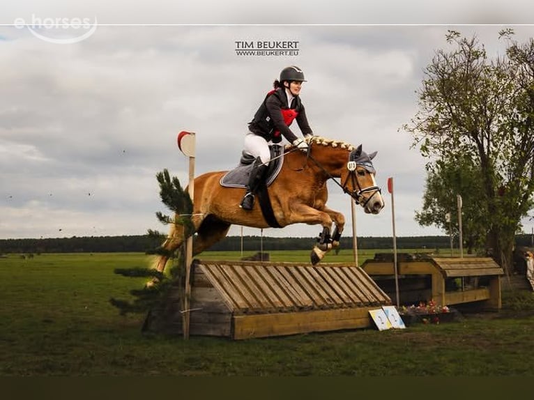 Edelbluthaflinger Jument 4 Ans 148 cm Alezan in Görlitz